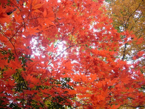 武田神社の紅葉