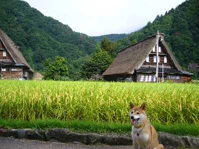 実った稲と合掌造りの家