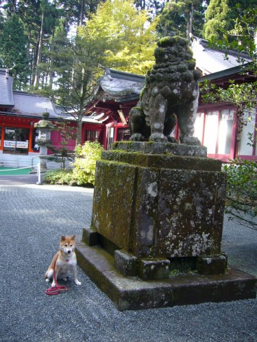 箱根神社の狛犬とデイジー