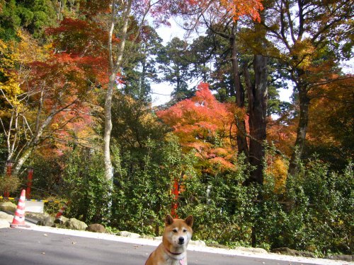 箱根神社紅葉とデイジー