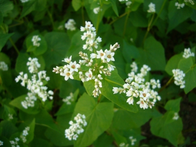 巾着田のそばの花アップ