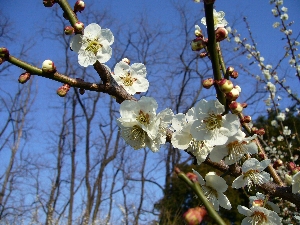 梅の花