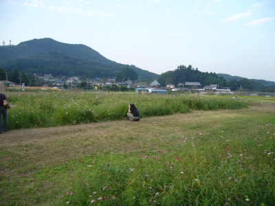 コスモス撮影中の倫さん