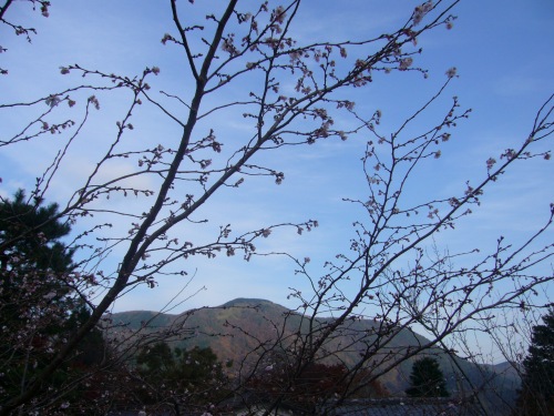 冬桜の箱根の山