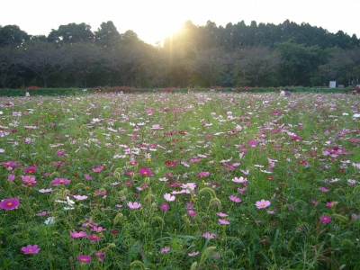 夕陽とコスモス