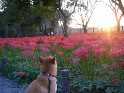 夕陽と彼岸花