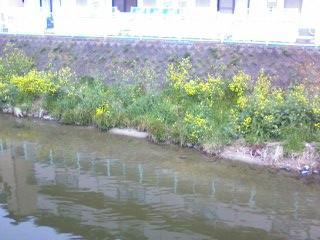東除川の菜の花