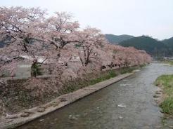 美甘宿場桜.JPG