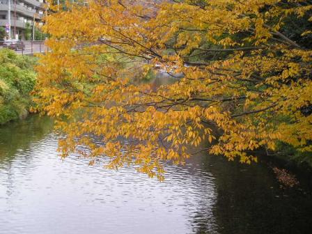 高野川の黄色に色づく木