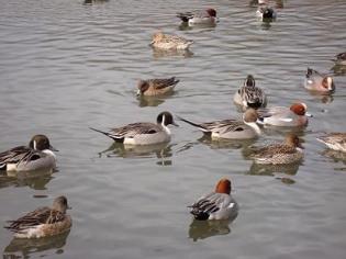 水鳥の池