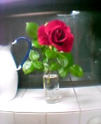 哺乳瓶に薔薇の花