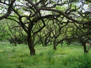 京都植物園の梅林