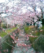 桜・哲学の道