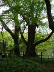 京都植物園の大木