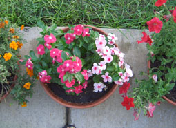 Red & Pink Vinca