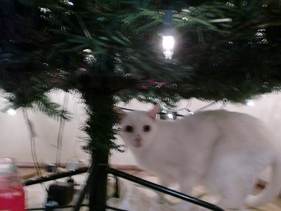 riki under tree