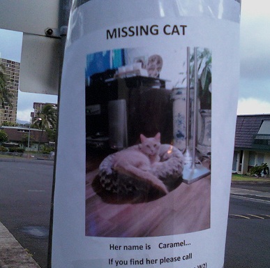 missing cat