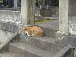 お墓の猫