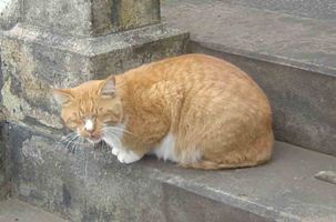 にゃんこなのにゃ♪