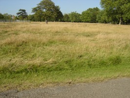 リージェントパーク牧草地♪