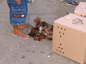 負けてしまったニワトリ