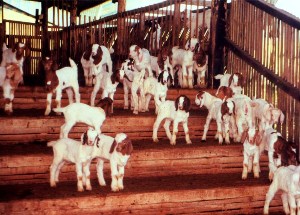 酪農ヤギの子供たち