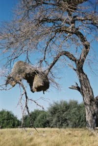 ミツオシエの巣