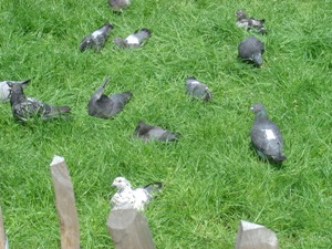 くつろぐはとたち