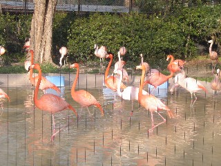 2011_0327動物園1067.JPG