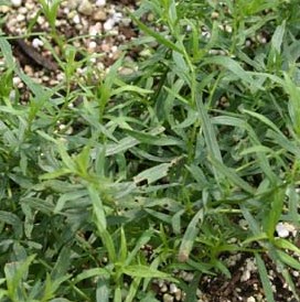 フレンチ・タラゴン