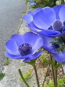 765青い花.jpg