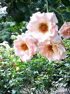 薄いピンクの花.jpg