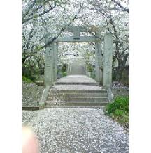 752神社桜.jpg