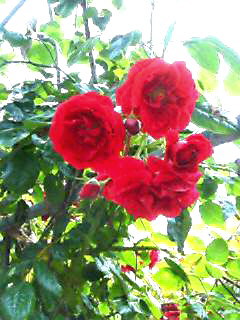 紅の花.jpg