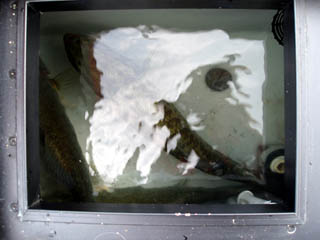 マサシさんのライブウェル