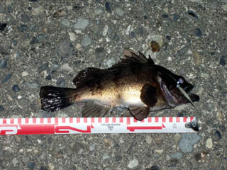 更にサイズアップ