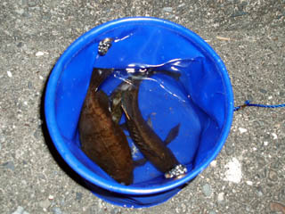 バケツiいっぱい！！