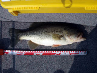 ４４ありました～