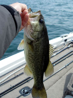 ３匹目もマーゲイ