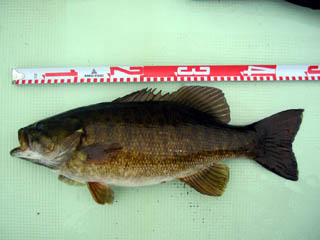 ビュンビュンで釣れるナイススモール！！