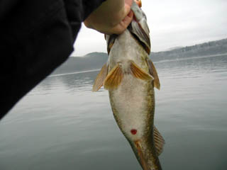 正しくカサゴスモールです！！