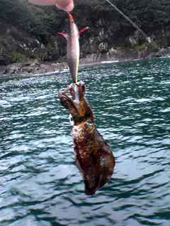 今年初の紀伊長島イカ～！！
