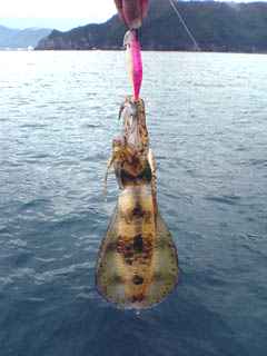 アオラ・エエですね～