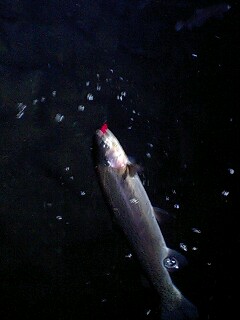 デカスプーンで釣れたレインボー