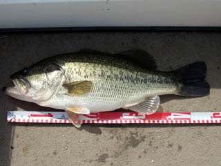 久々のヘコヘコフィッシュ