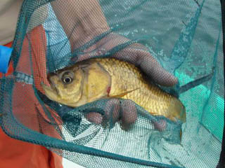 トリプルインパクト？