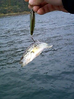 プレデターに体当たり？