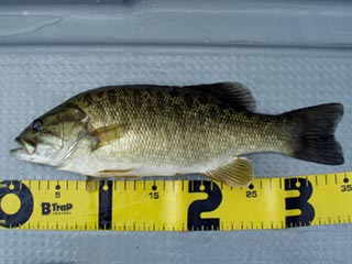 ナイスコンディションの３３