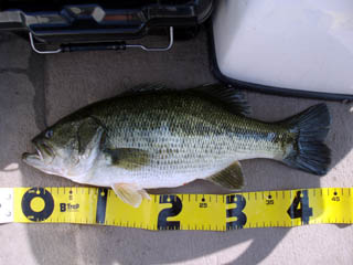 ４４のブリブリ