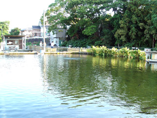 柿田川のデカマス池